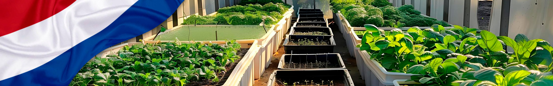 Banner: Bandera ondeando de Países Bajos con siembras innovadoras de agricultura