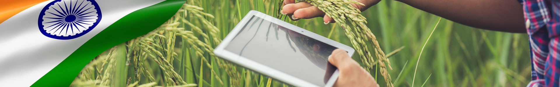 Bandera de India con foto de granjero de pie en un campo de arroz con una tableta