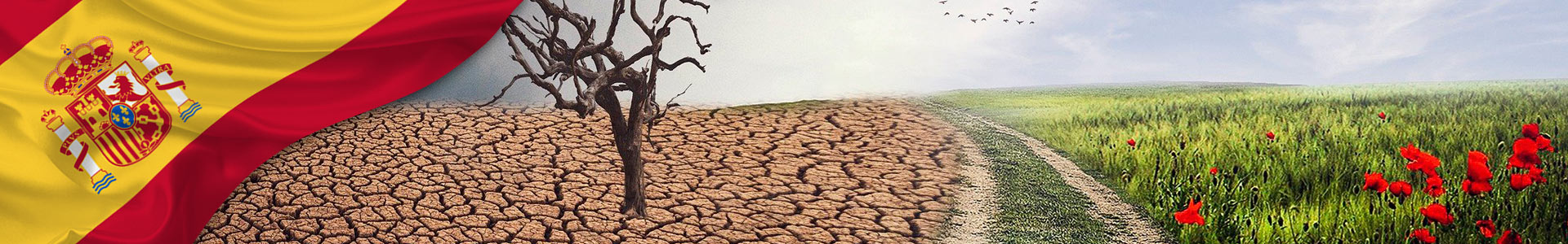 Bandera de España con foto de cambio climatico, arbol en tierra seca y flores rojas en pasto verde