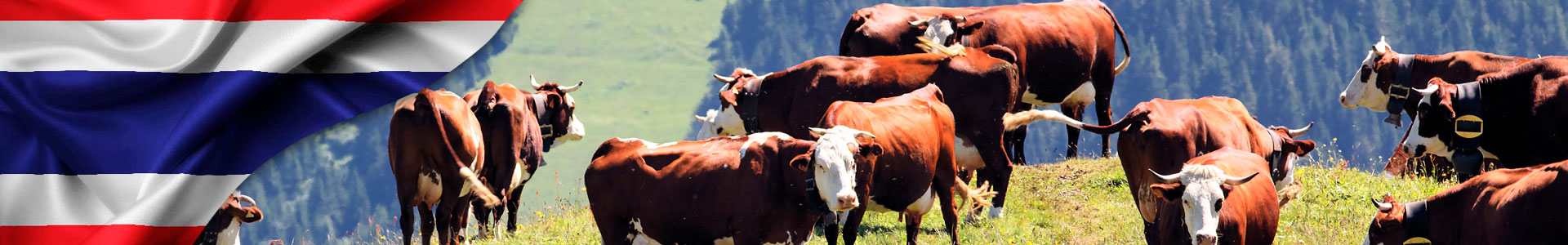 Bandera de Tailandia con foto de vacas en un bosque