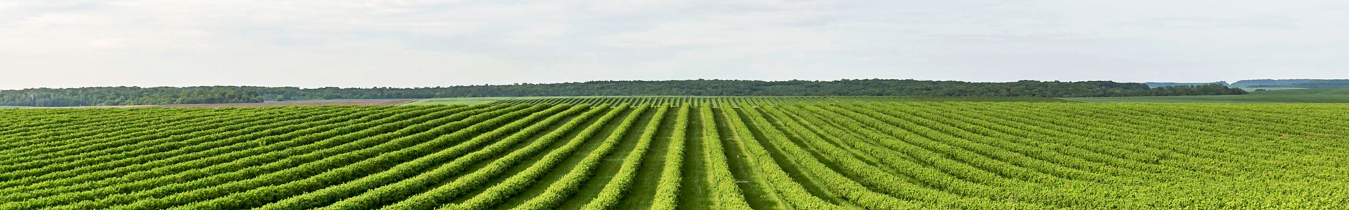 Foto de agricultura