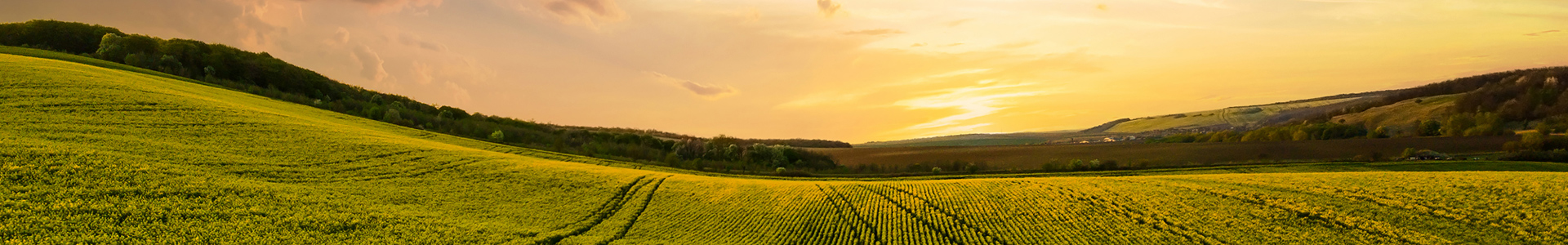 Vista aérea del campo agrícola de color verde brillante con plantas