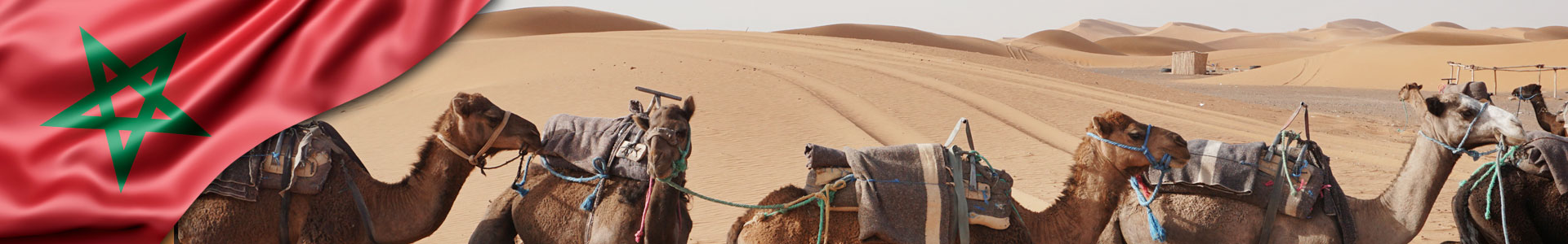 Bandera de Marruecos con foto de camellos dando un paseo en el desierto de Marruecos